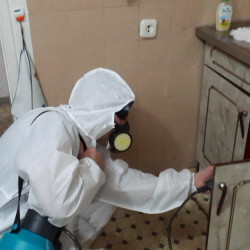 Дезинфекция от муравьев в квартире в Минеральных Водах